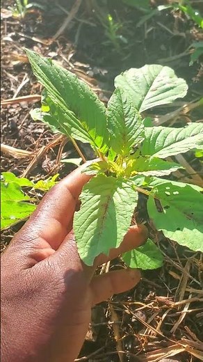 Pigweed Aka Wild Amaranth