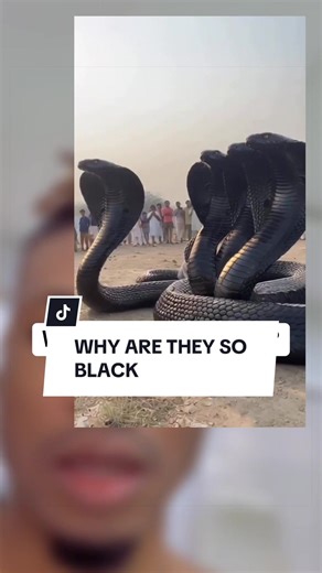 The Cruise Master (@the.cruise.master1)’s videos with original sound - The Cruise Master