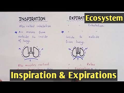 Mechanism of breathing | inspiration and Expiration | Class 11 Biology