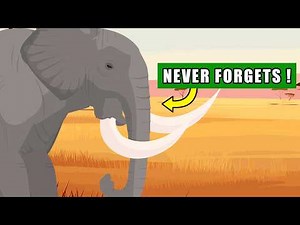 5 Facts About African Elephant