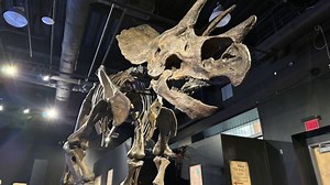 Virginia Museum to host Dino Festival with life-size skeletons, fossils and more