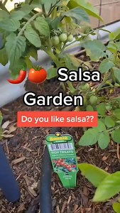 🌶️🌱This is your sign to grow your own salsa garden this spring! Imagine stepping outside to harvest ingredients for the freshest pico de gallo or salsa you’ll ever taste. Here’s your simple, space-saving layout: 🥒 Trellis cucumbers vertically 🍅 Grow indeterminate tomatoes (like Sungold or Cherry) up the back 🧅 Add quick-growing green onions 🌿 Tuck in basil & cilantro (or parsley!) 🦋 Plant pollinator flowers—marigolds, nasturtiums, or borage—to invite bees & butterflies Fresh, organic flav