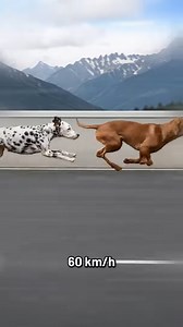 19K views · 35 reactions | The Fastest Dog Breeds Ever | SirisMat | Facebook