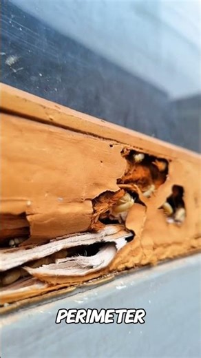 🐜 Rochester's Trusted Pest Control Team