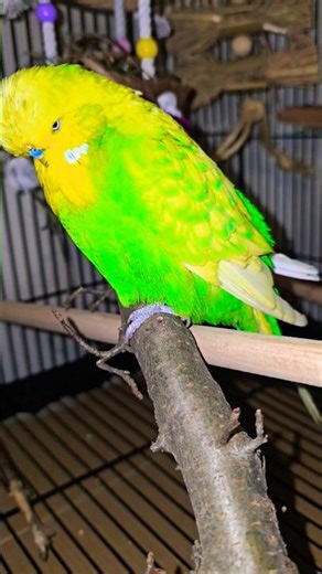 Green english parakeet | budgie #bird #animals #green #beautiful