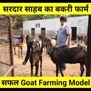 सरदार साहब का सफल Goat Farming Model | Goat Farming In India Hindi #goatfarm #goatfarmer #goatfarming #Goatfarminginindia #bakripalan #bakripalankesekre | Sandhu Agrofarm