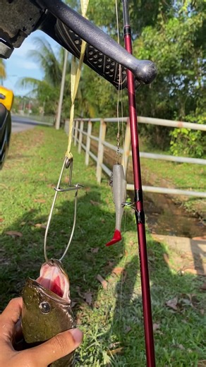 Setup:🎣🔥 Rod: Daiwa Revros 6-14lb, 6’ Reel: Daiwa pr100 Main Line: Seahawk Gachiri x8 20lb Leader: Ajiking Mirage 25lb Lure: Sp 8cm Tekan kat showcase saya geng🙌🔥