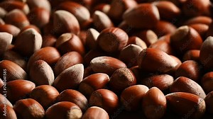 Raw hazelnuts in shells, agricultural harvest, protein food ingredients