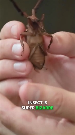 28K views · 412 reactions | We found a longhorn beetle in the abandoned hotel! #insect #longhornbeetle #adventure #bravewilderness | Brave Wilderness | Facebook