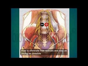 Content of the Biomagnetism Training Course