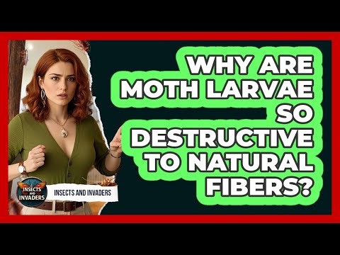 Why Are Moth Larvae So Destructive To Natural Fibers? - Insects and Invaders