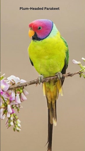 7 Underrated Parrots That Make Awesome Pets