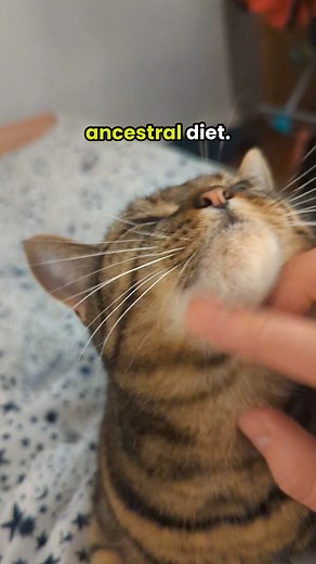 122K views | The cat food industry is broken. But we’re here to fix it. With our game-changing fresh recipes.  All made with 100% real meat + fish. Gently cooked to protect vital nutrients. Then frozen to stay fresh without preservatives. For cats who jump higher, zoomie faster and purr louder. No compromises. Try today with 20% off your two-week trial box. | The Busy Cat Mum | Facebook