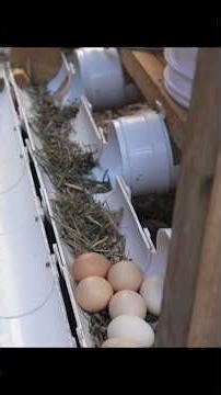 కోళ్లతో నడిచే ఎగ్ ఫ్యాక్టరీని తయారు చేసిన ఇంజనీర్!