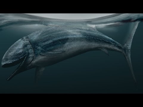 The Largest Fish To Ever Evolve