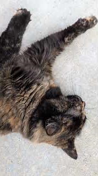 #cat #amazonkitty Time to play pet the kitty did we actually win today?