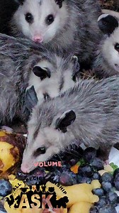 3.1K views · 89 reactions | Raising these opossums for return to the wild but in the meantime-- perk of opossum lip smacks Opossums need to have time to establish territory, shelter and food resources before release so when they're too small too late in the season, that equates to an overwintering stay to give them the very best chances of survival in the wild! | All Species Kinship (A.S.K.) | Facebook