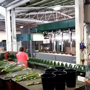 It's all go with #britishflowers here in Lincolnshire #flowertalk #floristry #flowerarranging #britishflowers #grownnotflown | Jonathan Moseley