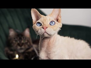 5 Pros and Cons of Owning a Devon Rex Cat! 🏡🌀🐱