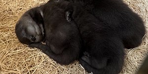 Three’s company: Kansas City Zoo welcomes trio of river otter pups