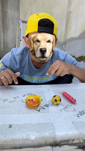 asmr golden retriever dog eating asmr golden retriever eating eggs #dogeating #dogs #asmrdog