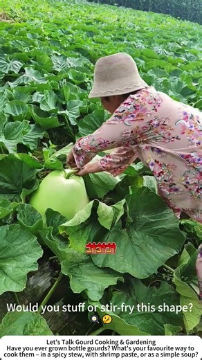 Harvesting Bottle Gourds – Light Green, Tender, and Versatile 🥒🧑‍🌾