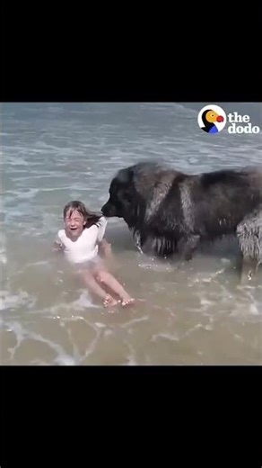 Hero dog caught on camera Unbeliveable Movement when dogs saved human life