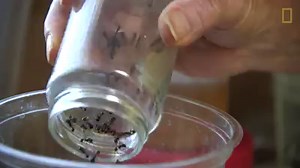 This entomologist studies insect venom in the hopes of developing a drug to treat chronic pain. http://on.natgeo.com/2dCOE5X | National Geographic