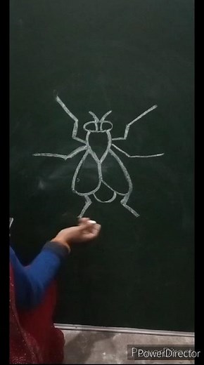 How to draw fly easy and step by step learn drawing fly simple step short video#