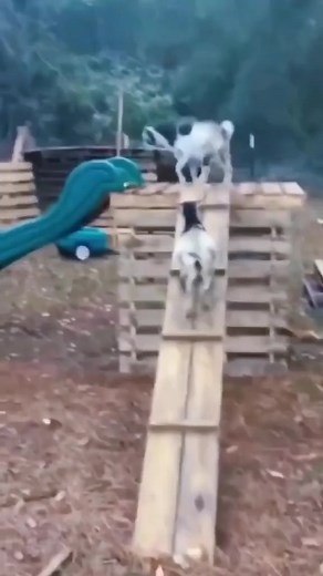 61K views · 417 reactions | Goats are very intelligent and curious animals. Their inquisitive nature is exemplified in their constant desire to explore and investigate anything unfamiliar which they come across. Keep following Veterinary doctor | Veterinary doctor | Facebook