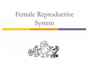 Female Reproductive System - SlideServe