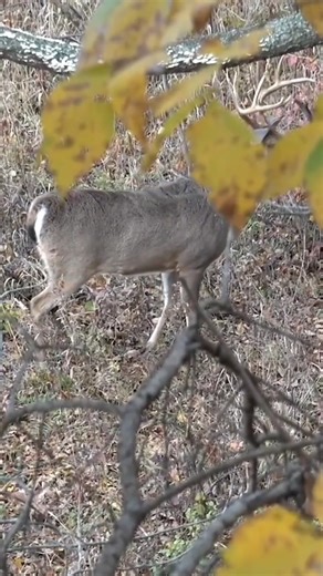 379K views · 4.7K reactions | Hello SWEET NOVEMBER! 歷 #deerhunting | The Management Advantage | Facebook