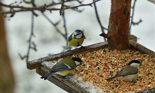 14 Predators of Birds - What Animals Eat Birds?