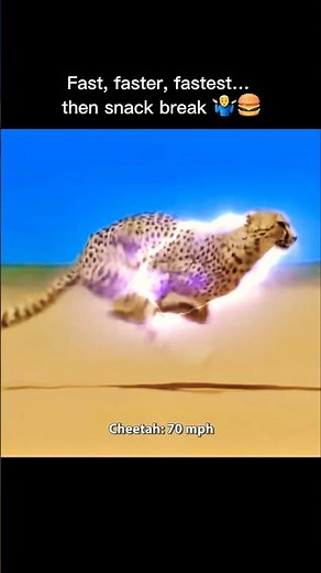 Tiger vs Lion vs Cheetah: Who’s Fastest?