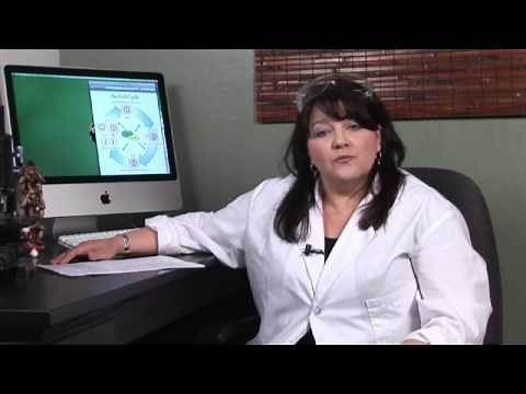 Human Physiology : Why Do Humans Have Adrenaline?