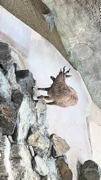 it was very fun watching and learning new animals this one is makhor