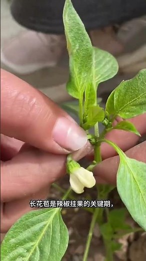 Grow Your Own Veggies: Ultimate Planting Tips for Farmers