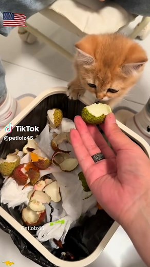 Top 10 Funny & Viral Cat Moments