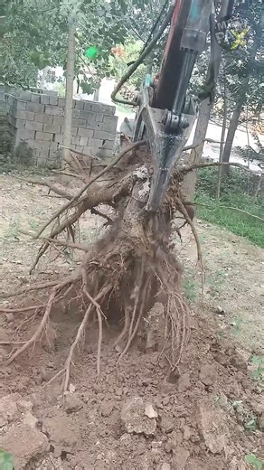 18K views · 125 reactions | Why Does This Excavator Have a Giant Bird...