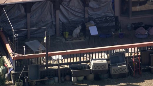 700 dogs, cats rescued in California in possibly largest U.S. case