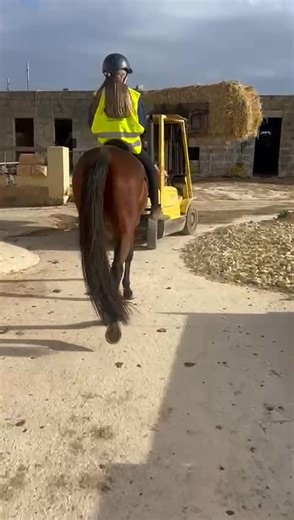 "Mum! Mummm!! Our hay bale is making a run for it!! " 🏃‍♀️ "It's OK Mum I'm gonna get it I'm gonna get it!" 🦸‍♂️ Super boy Lovanito showing what a level-headed boy he is! 🤩 Lova is only 4 years old. This is all footage from his assessment video yesterday. We will have the full footage out soon. Lova is searching for his new home! 🏡 Send an email to applications@rmjhorserescue.org 📧 | RMJ - Rehome. Rehabilitate. Rescue