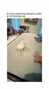 It's like watching bacteria under the microscope 😆🤪👍😜😂🤣 follow for more 🤣🤣🤣#funny #videos #DogsLife #dogsvideo #cutedogs #viral #trendingvideo #likeforlikes #share #Facebook #dog #doglover #doggo #dog | Funny dogs of FB