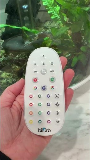 Why Everyone's Switching to Biorb Tanks #aquarium #fishkeeping #shorts