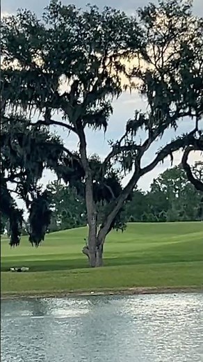 Beautiful Oak Trees with Spanish moss @ The Villages Florida