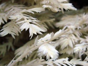 葉緑素がないのに生きている？自然の法則に逆らう謎の白い植物「アルビノ・レッドウッド」 | カラパイア