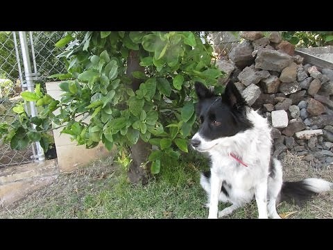 Multiple Grafted Citrus with Orange, Lemon and Lime
