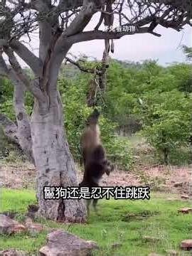 The hyena's weak hind legs make for a pathetic jump when trying to steal the leopard's food from ...