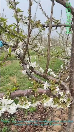 Pruning Cherry Trees for a Bountiful Harvest