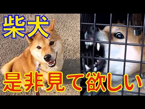 柴犬を飼う前に見て欲しい動画！ Dog Rescue A&R