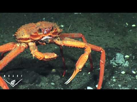 Deep Sea Crab Snaps At Methane Bubbles